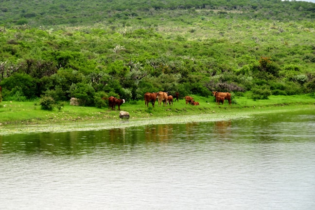 A serene pasture with a group of Murray Grey cattle grazing.