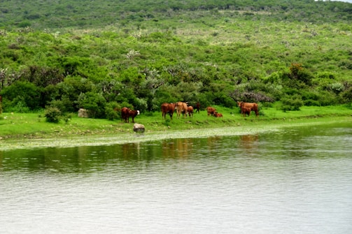 A serene landscape of a dairy farm with grazing cows.