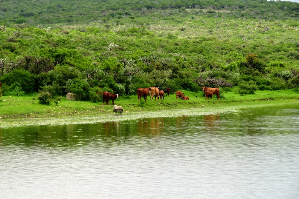 brown horses on green grass field near body of water during daytime