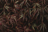 A close-up of a meticulously pruned Japanese maple tree with vibrant red leaves.
