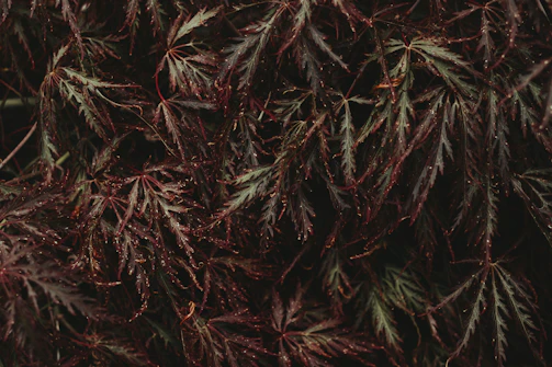 A close-up of a meticulously pruned Japanese maple tree with vibrant red leaves.
