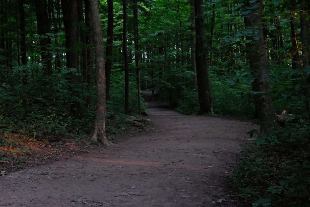 green trees on brown soil