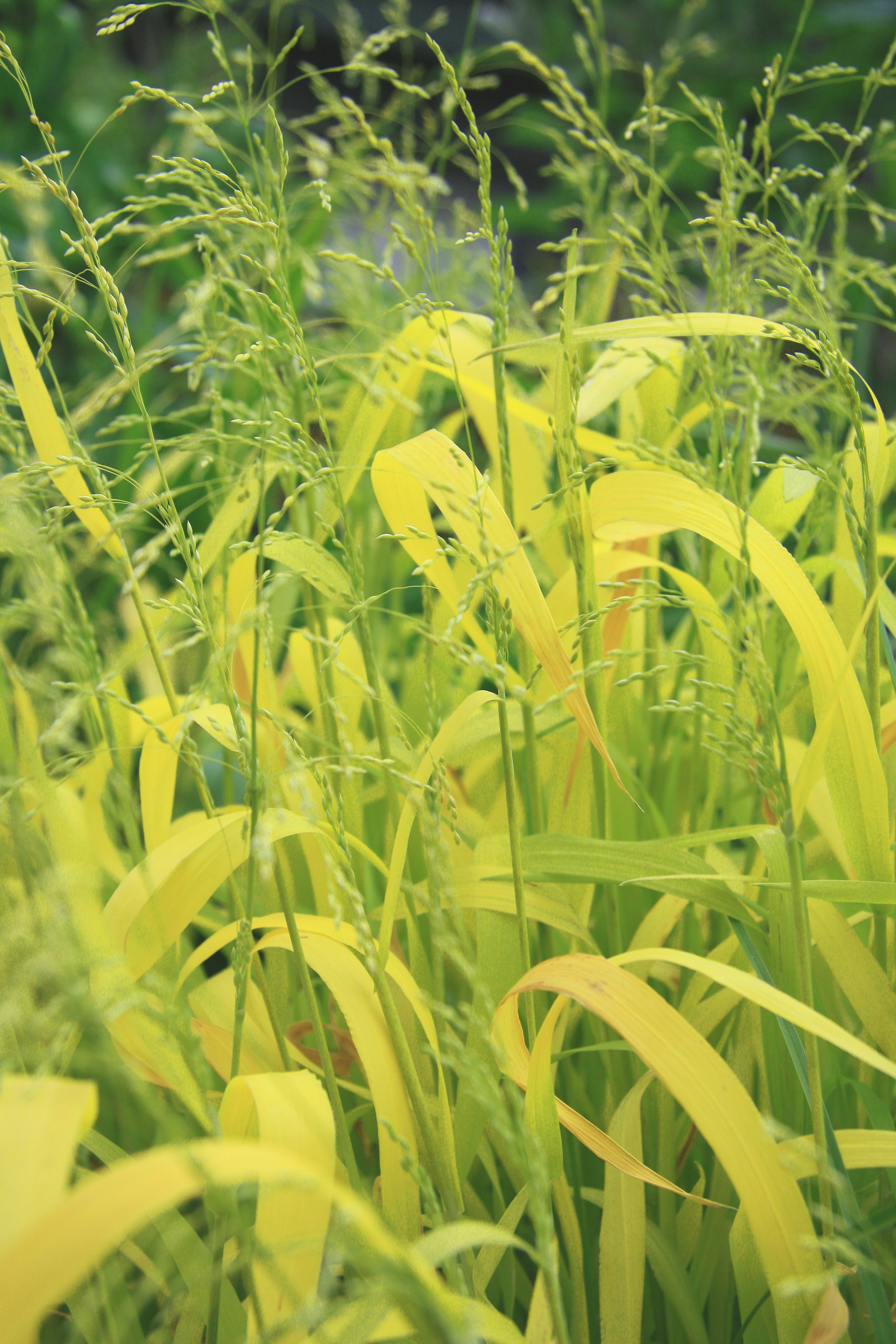 green and yellow plant during daytime