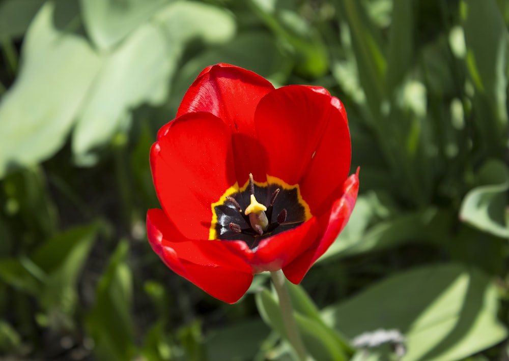 red flower in tilt shift lens