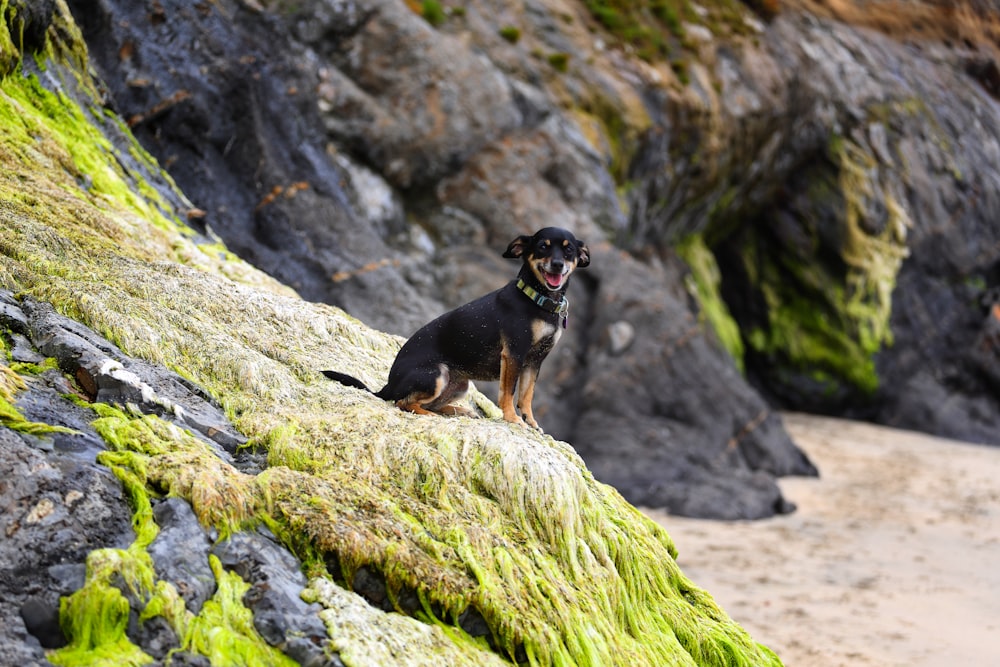 black and tan short coat medium sized dog on green grass field during daytime