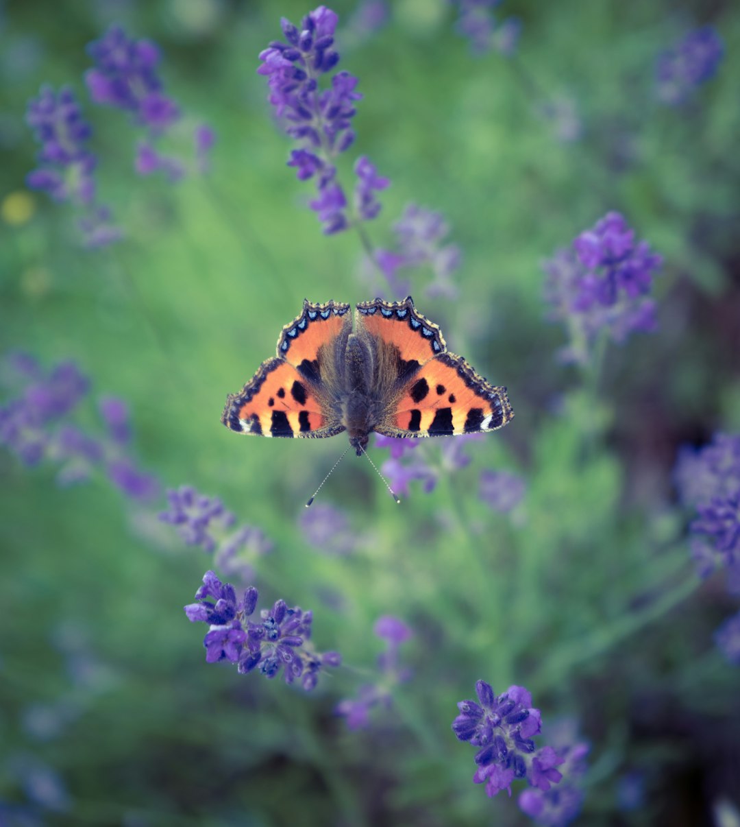 orange black and white butterfly perched on purple flower in close up photography during daytime