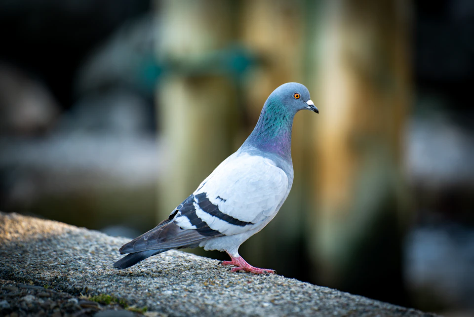 Pigeon perched on concrete ledge, facing right, with mixed white and gray feathers visible