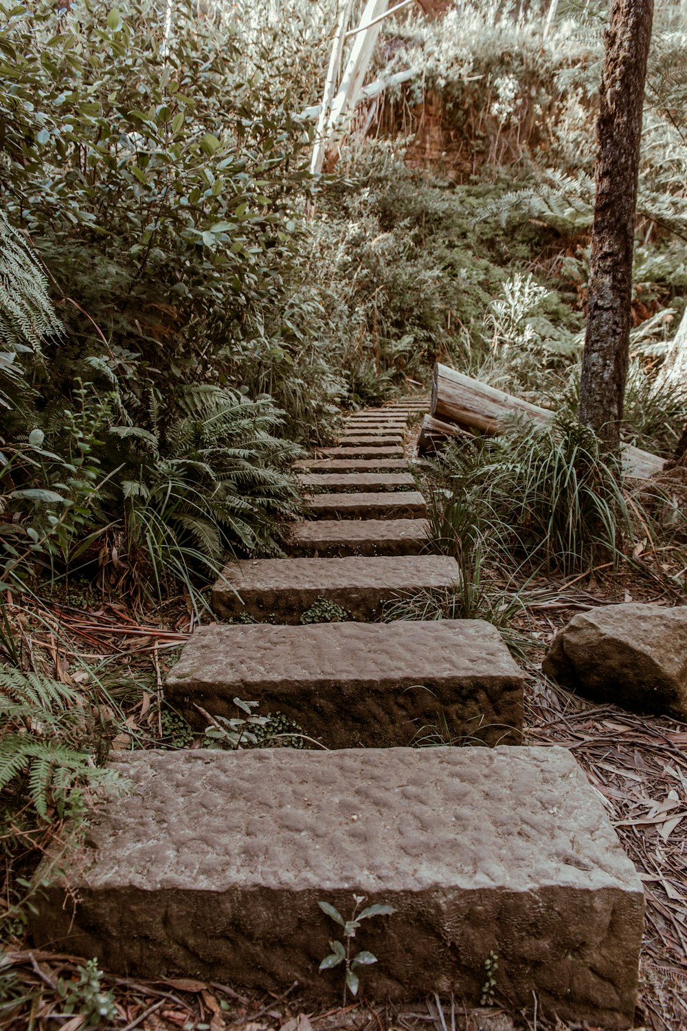brown wooden stairs between green plants during daytime