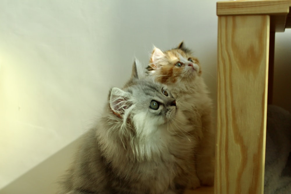 gray and white long fur cat