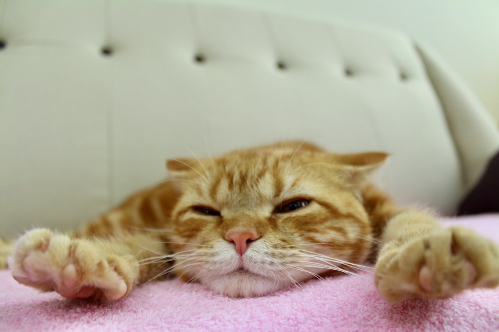 orange tabby cat lying on pink textile