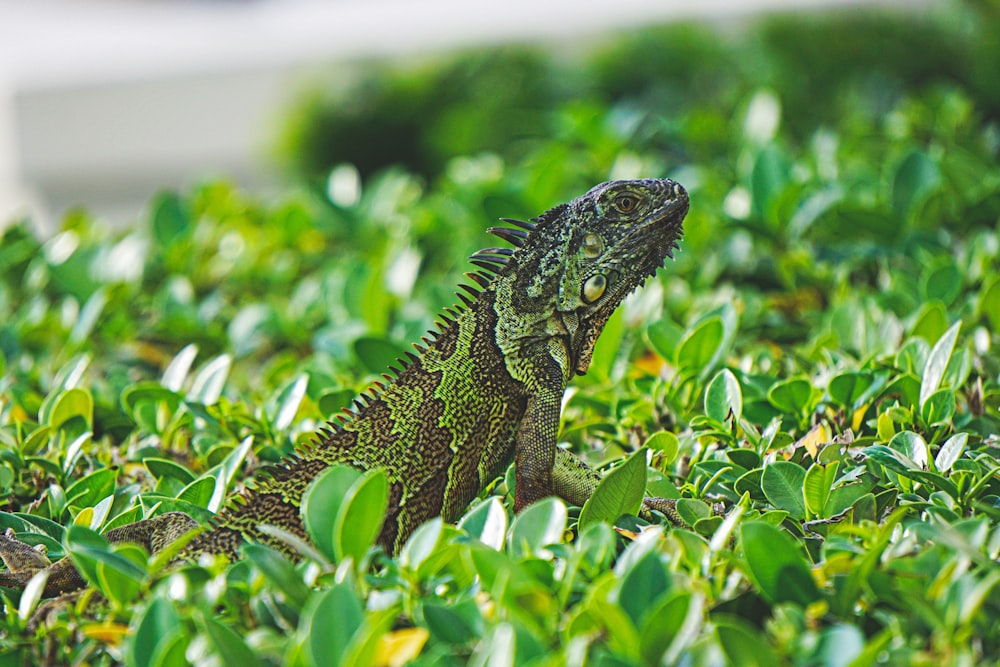 dragón barbudo verde y marrón sobre hojas verdes