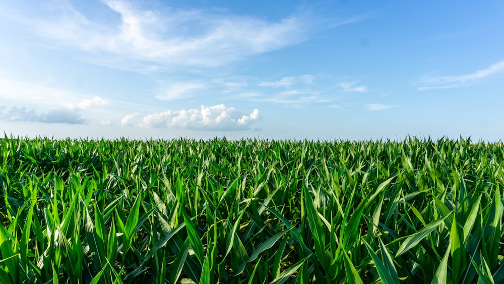 green grass field under blue sky during daytime