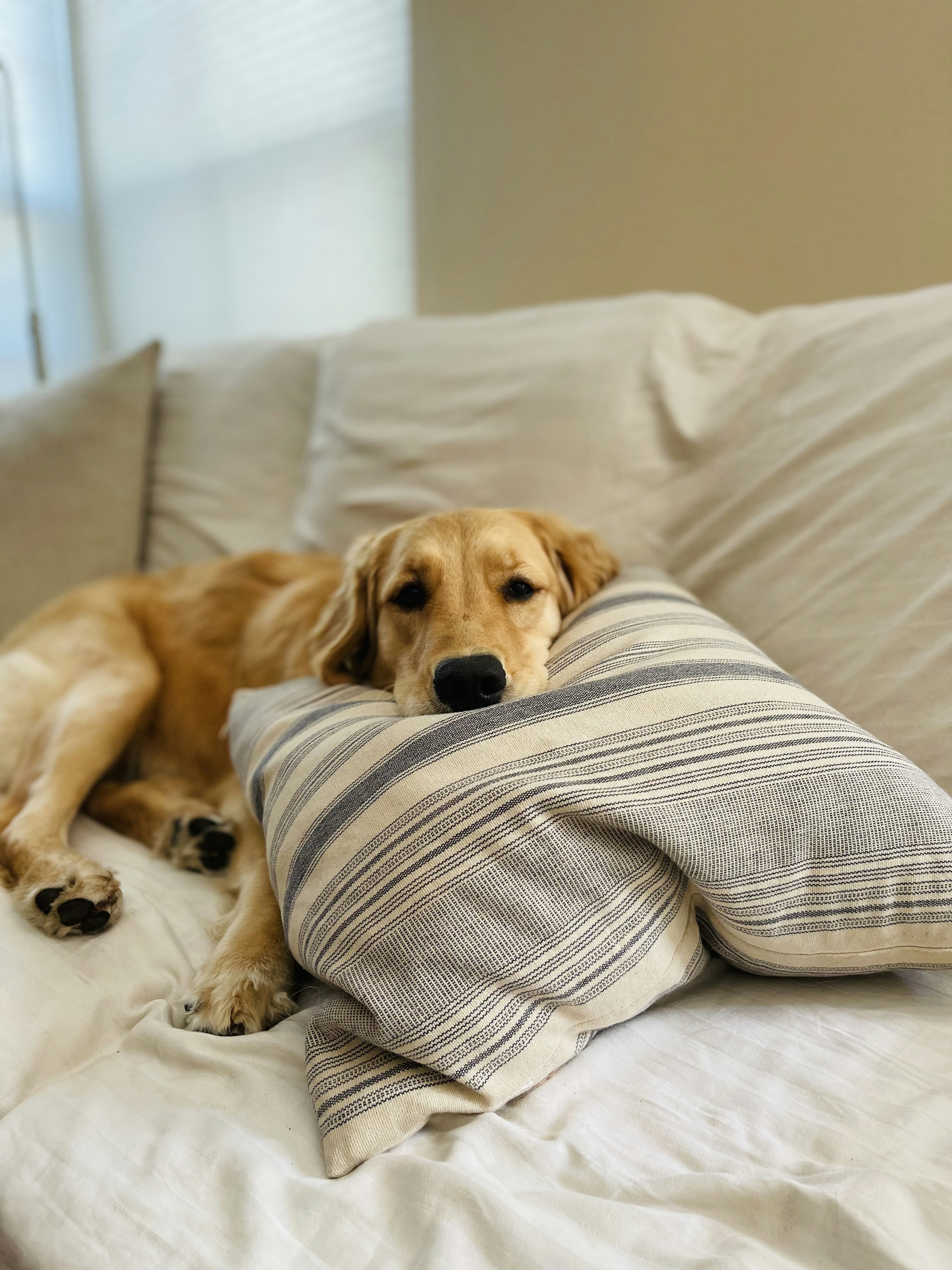 Sturdy Diggs Dog Crate