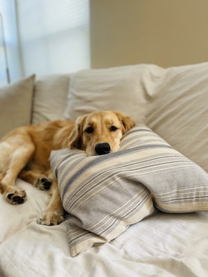 A golden retriever dog is resting its head on a striped pillow while lying on a white sofa. The room appears softly lit, creating a cozy and serene atmosphere.