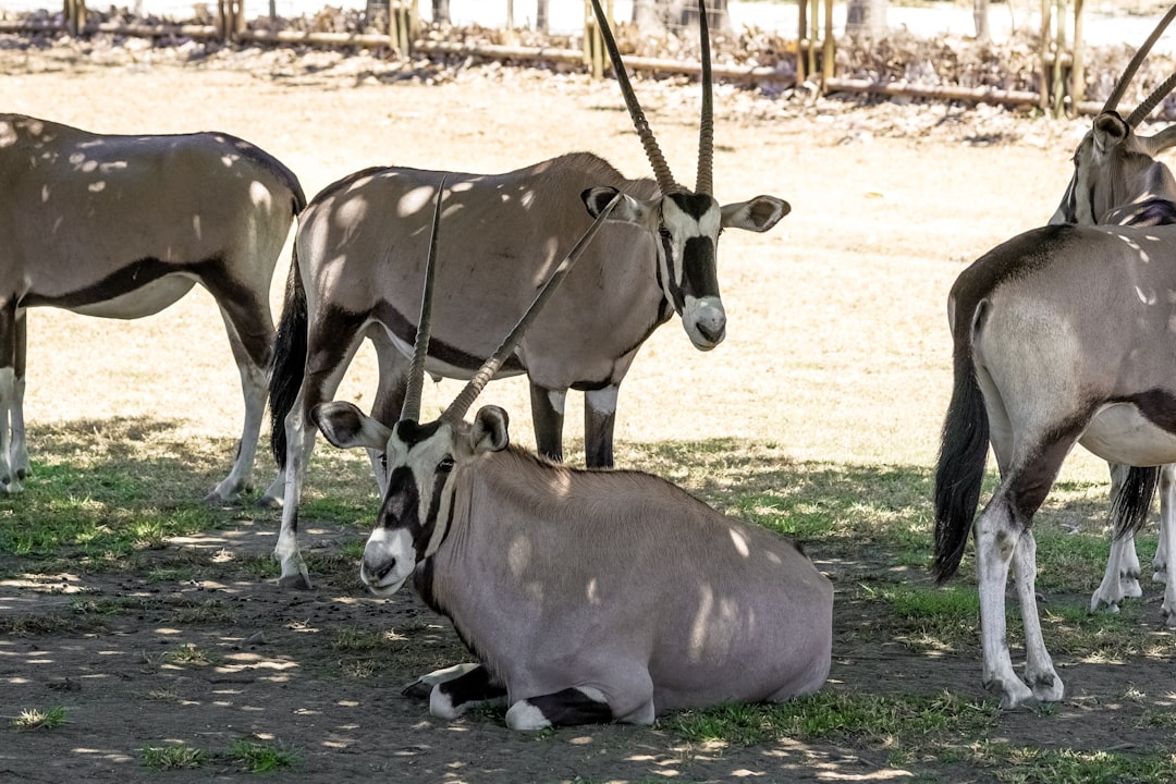 herd of brown and white deer on green grass field during daytime