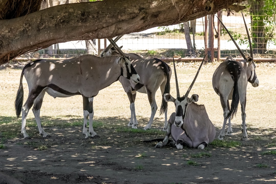 herd of white and brown horse on gray concrete ground during daytime