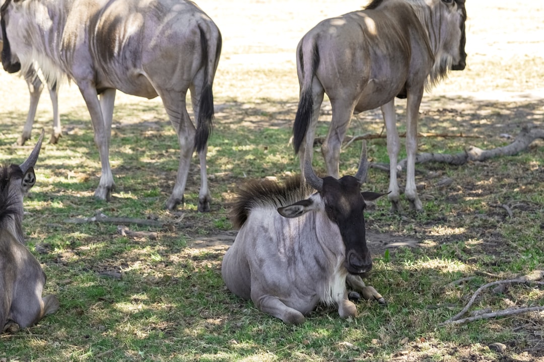 brown horse eating grass during daytime