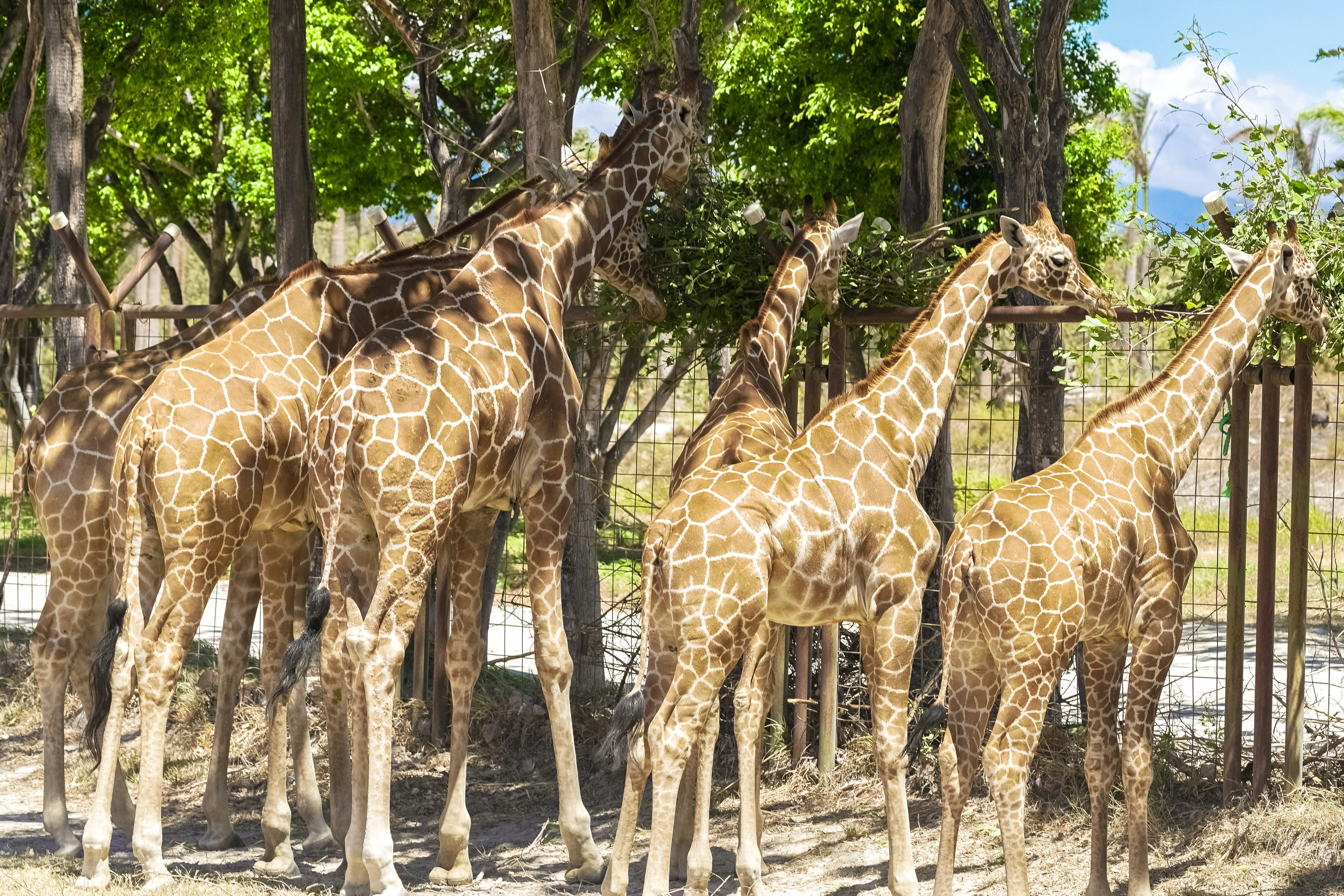 group of giraffe on brown field surrounded by green trees during daytime