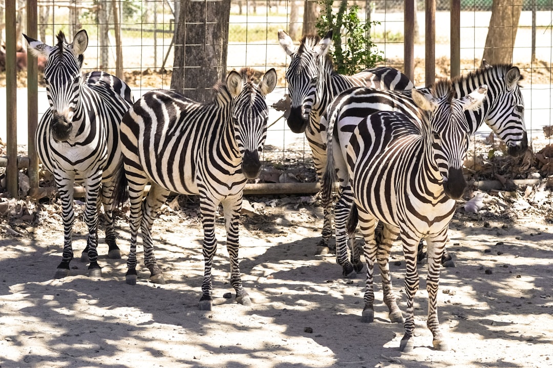 zebra standing on brown soil during daytime