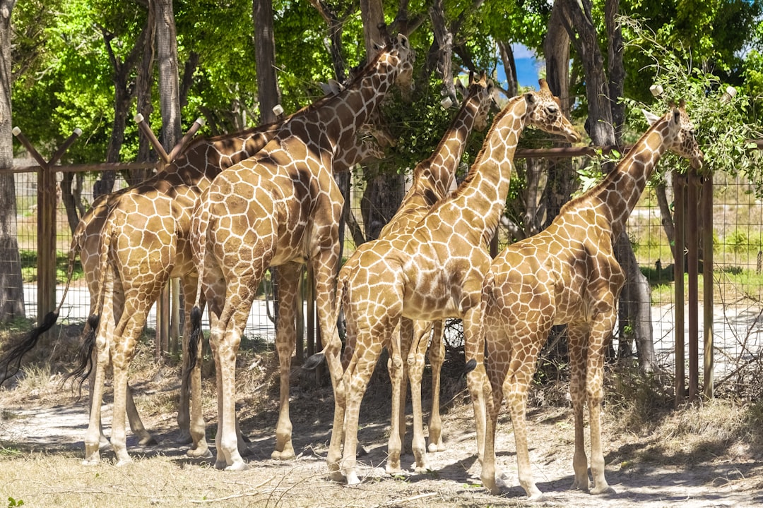 brown giraffe walking on white sand during daytime