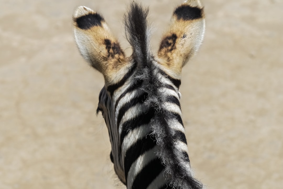 zebra lying on brown sand during daytime