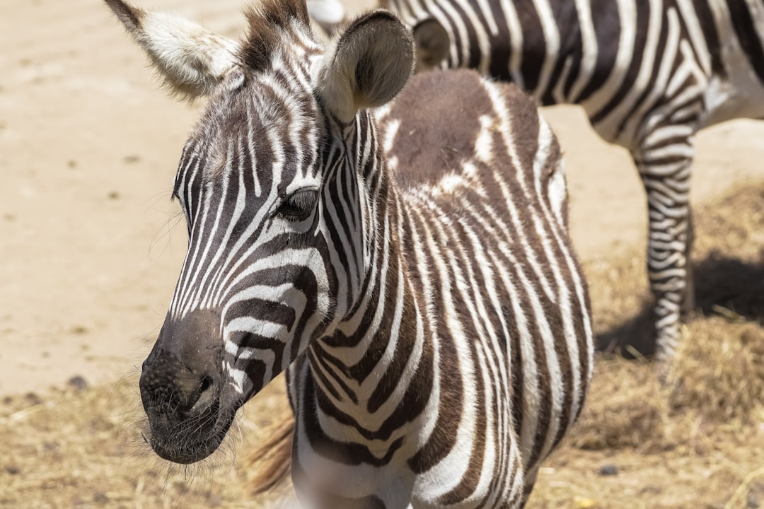 zebra standing on brown sand during daytime