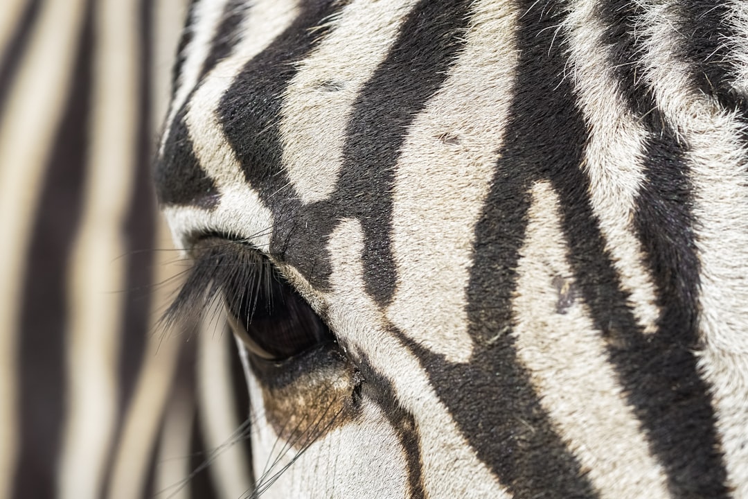 black and white zebra in close up photography