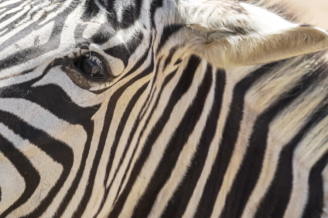 zebra animal head in close up photography