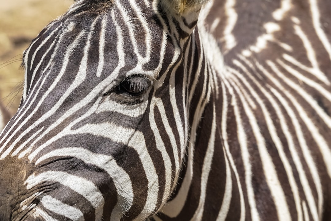 black and white zebra during daytime