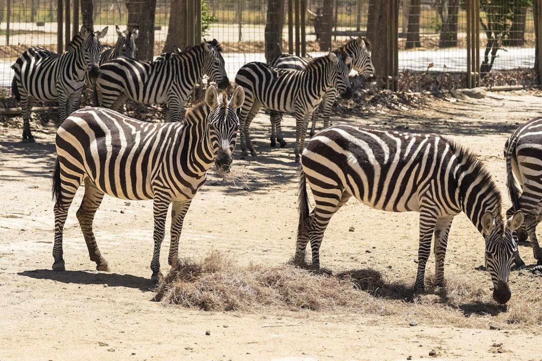 zebra standing on brown sand during daytime