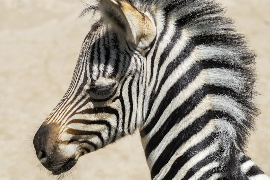 zebra standing on brown sand during daytime
