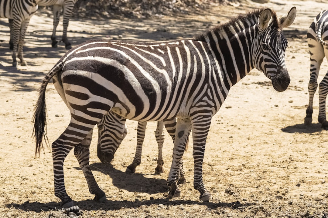 zebra standing on brown sand during daytime