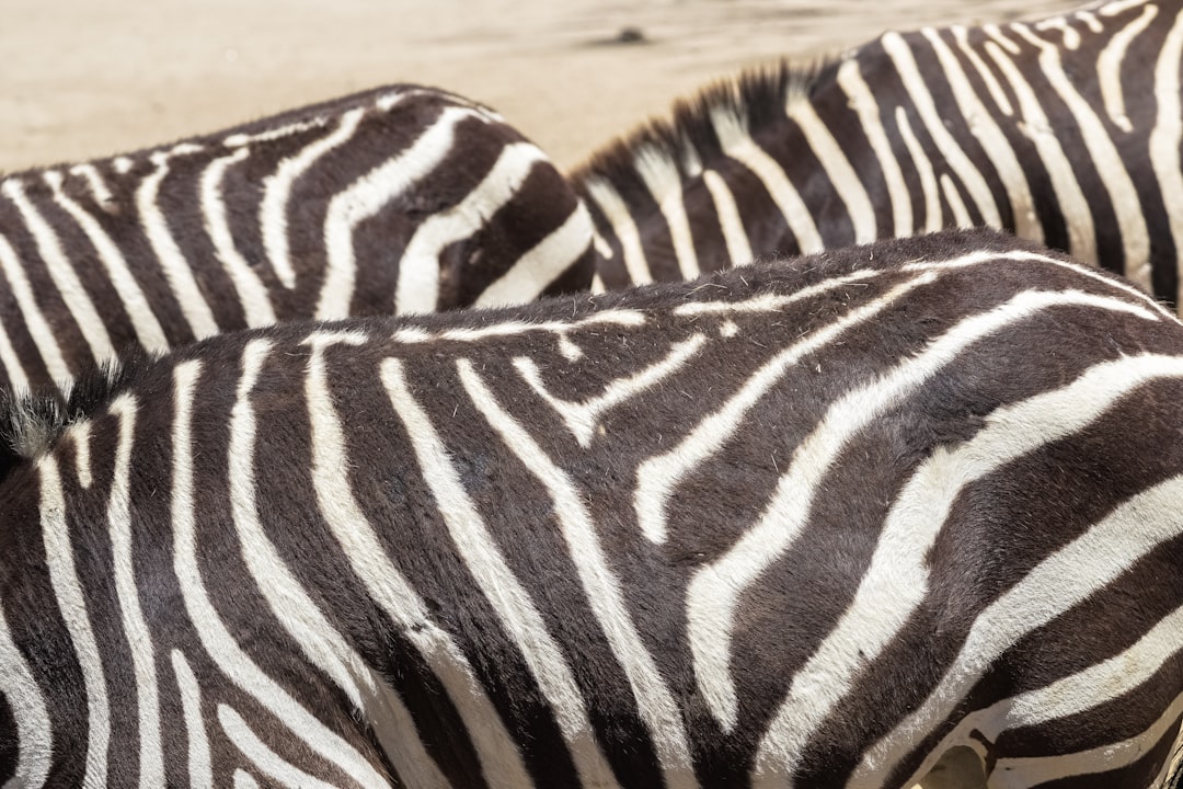 black and white zebra print textile