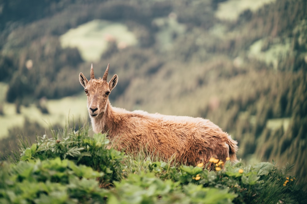 brown and white animal on green grass during daytime