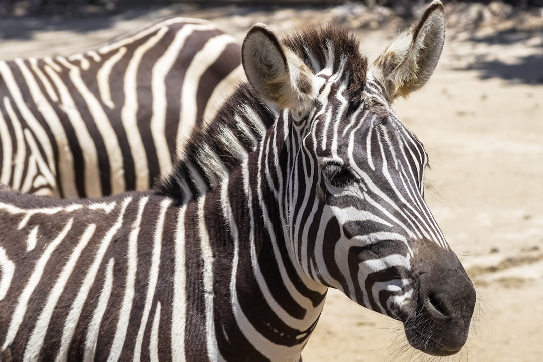 zebra standing on brown sand during daytime