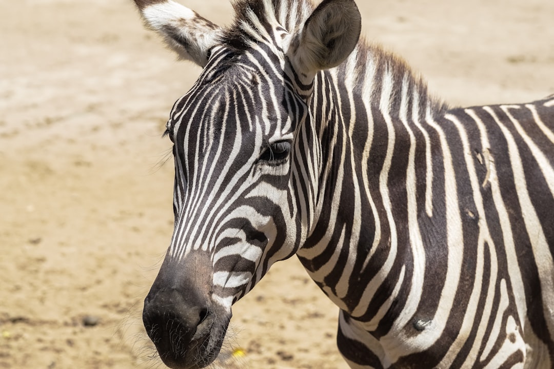 black and white zebra on brown sand during daytime