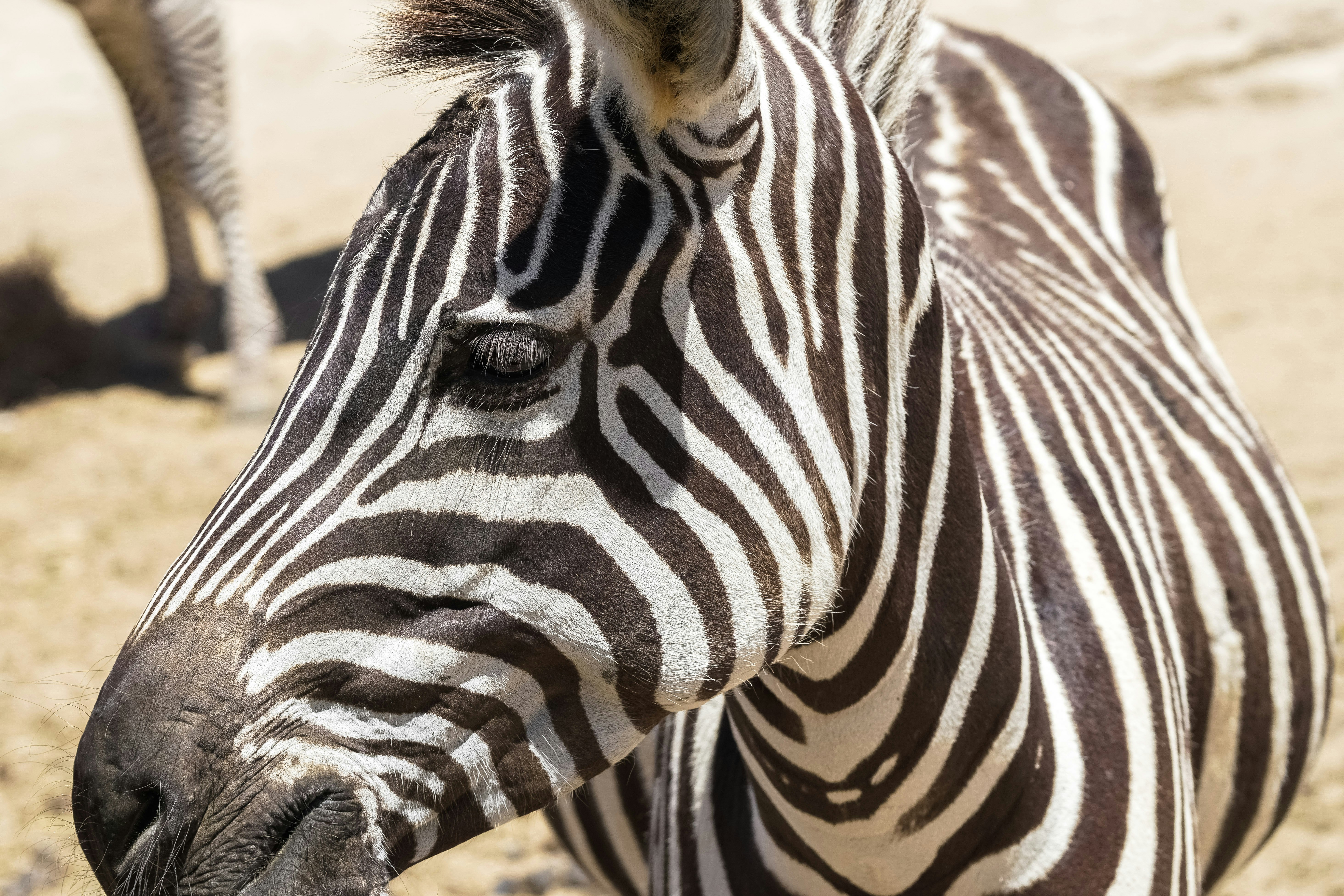 black and white zebra standing on brown sand during daytime