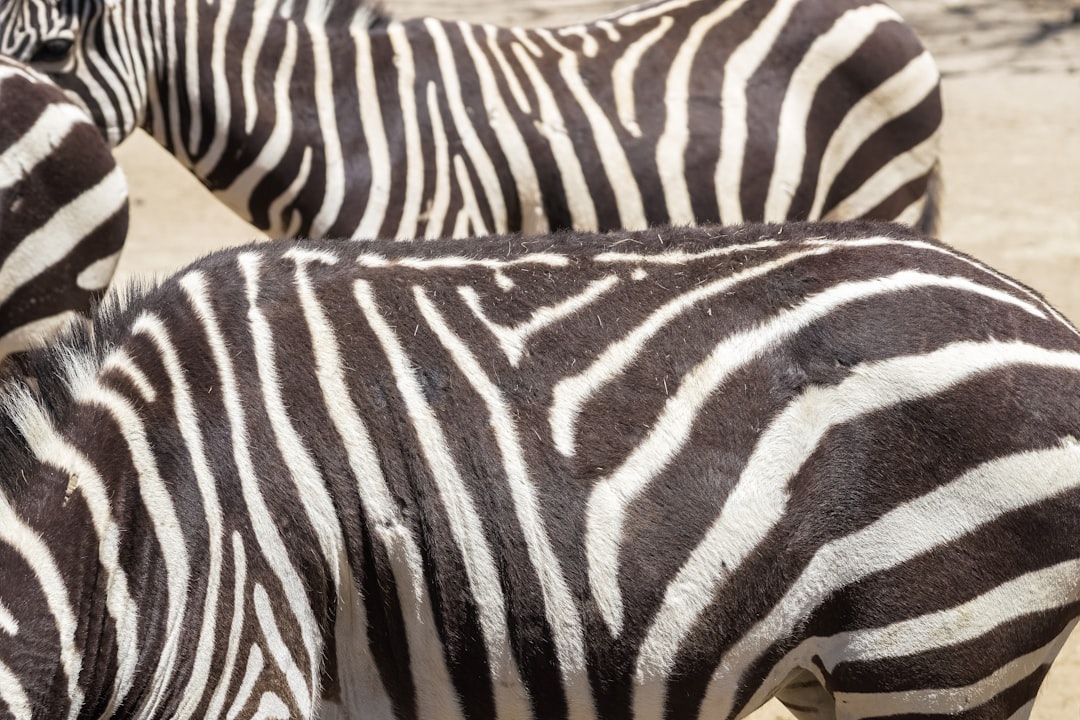 black and white zebra print textile