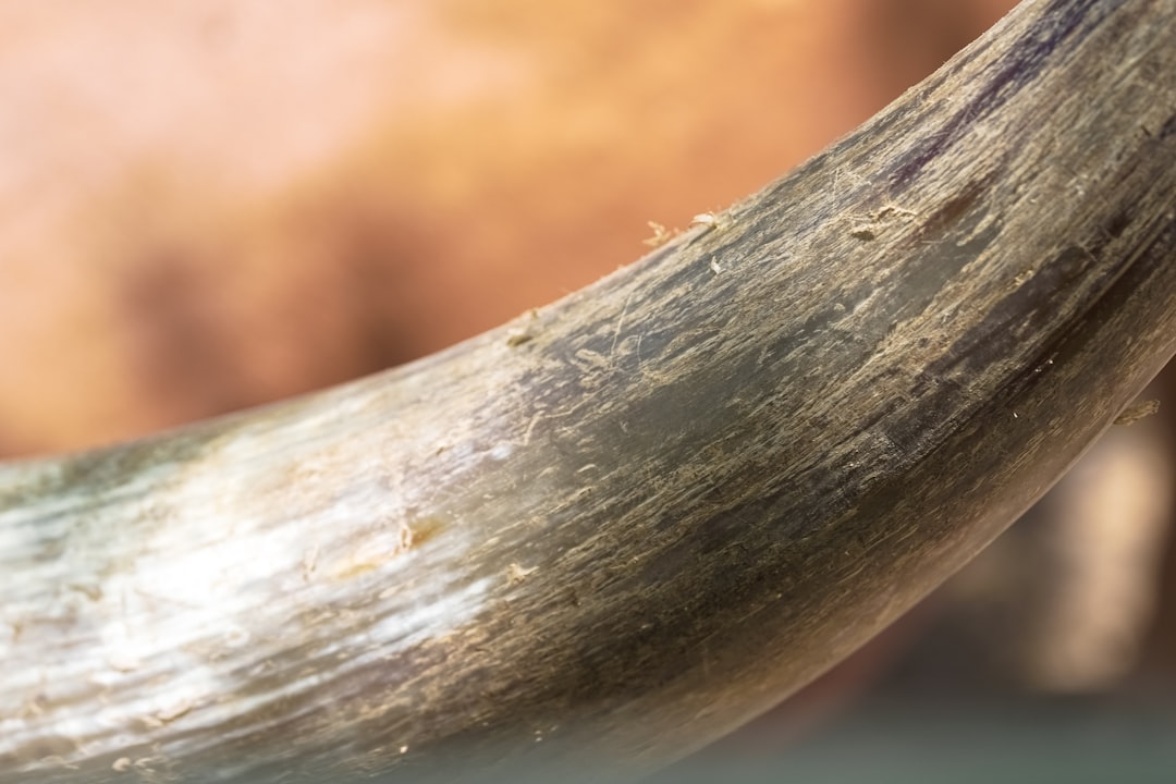 brown tree branch in close up photography