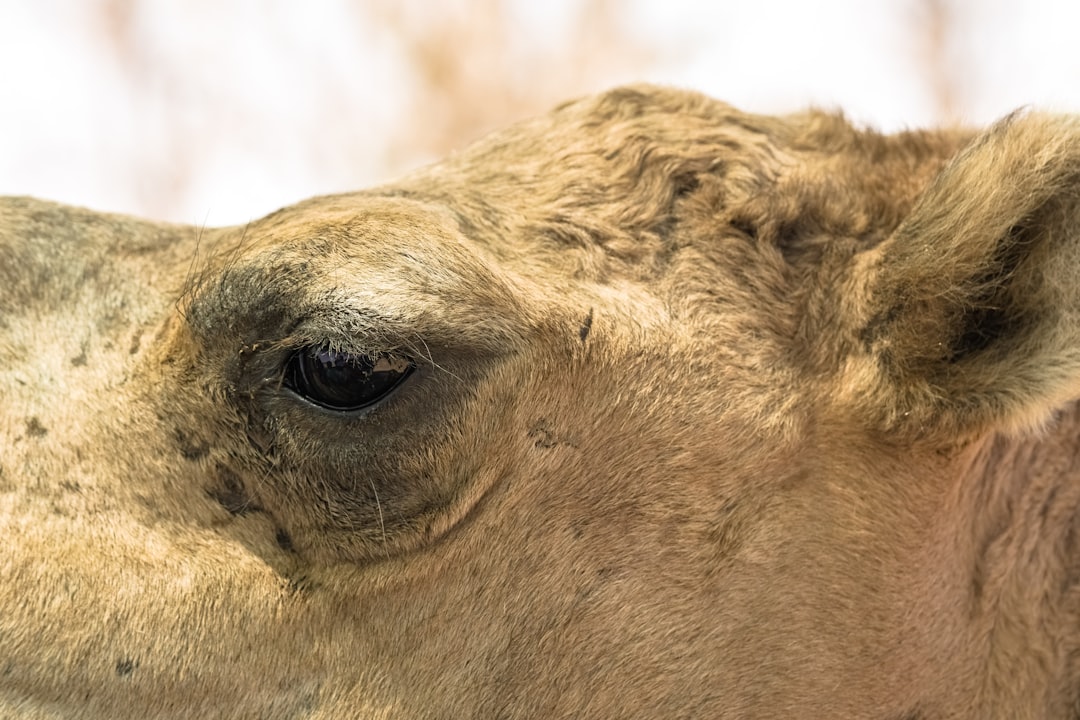 close up photo of brown giraffe