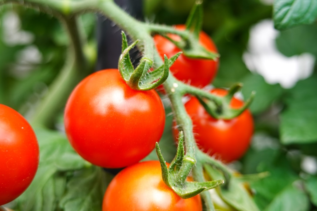 red tomato in close up photography