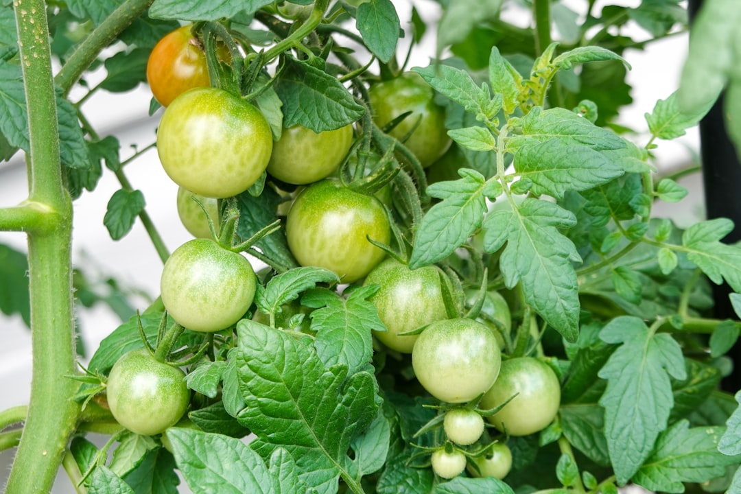 green apple fruit on white metal rack