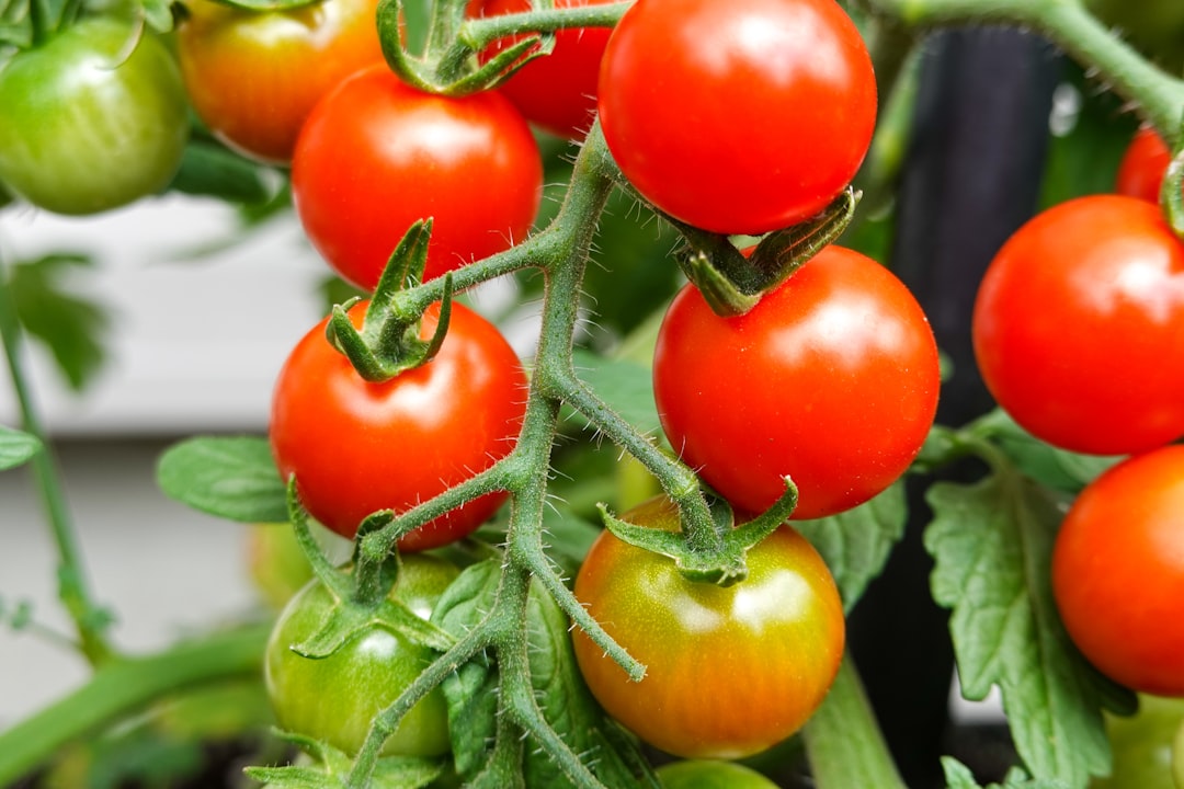 red tomato on green leaves