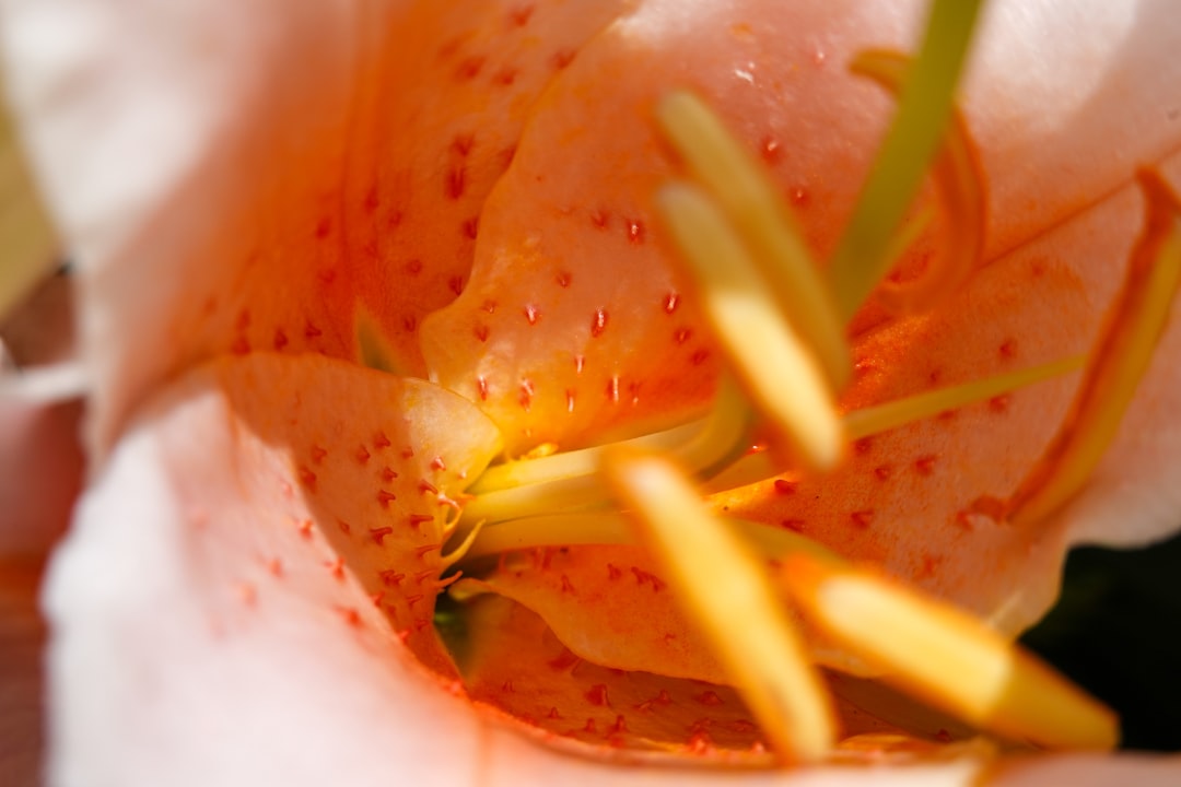 red and yellow flower petals