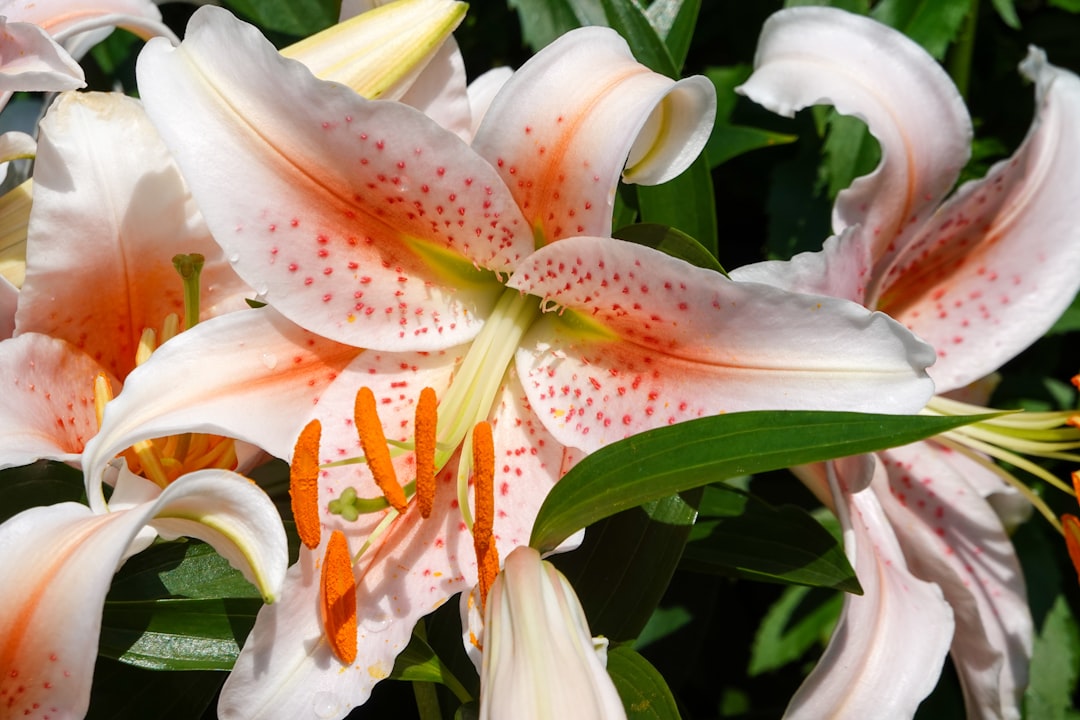 white and pink lily in bloom during daytime