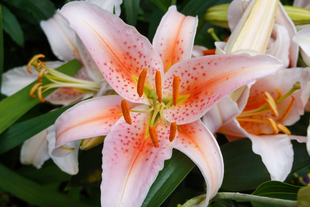 white and red lily in bloom during daytime