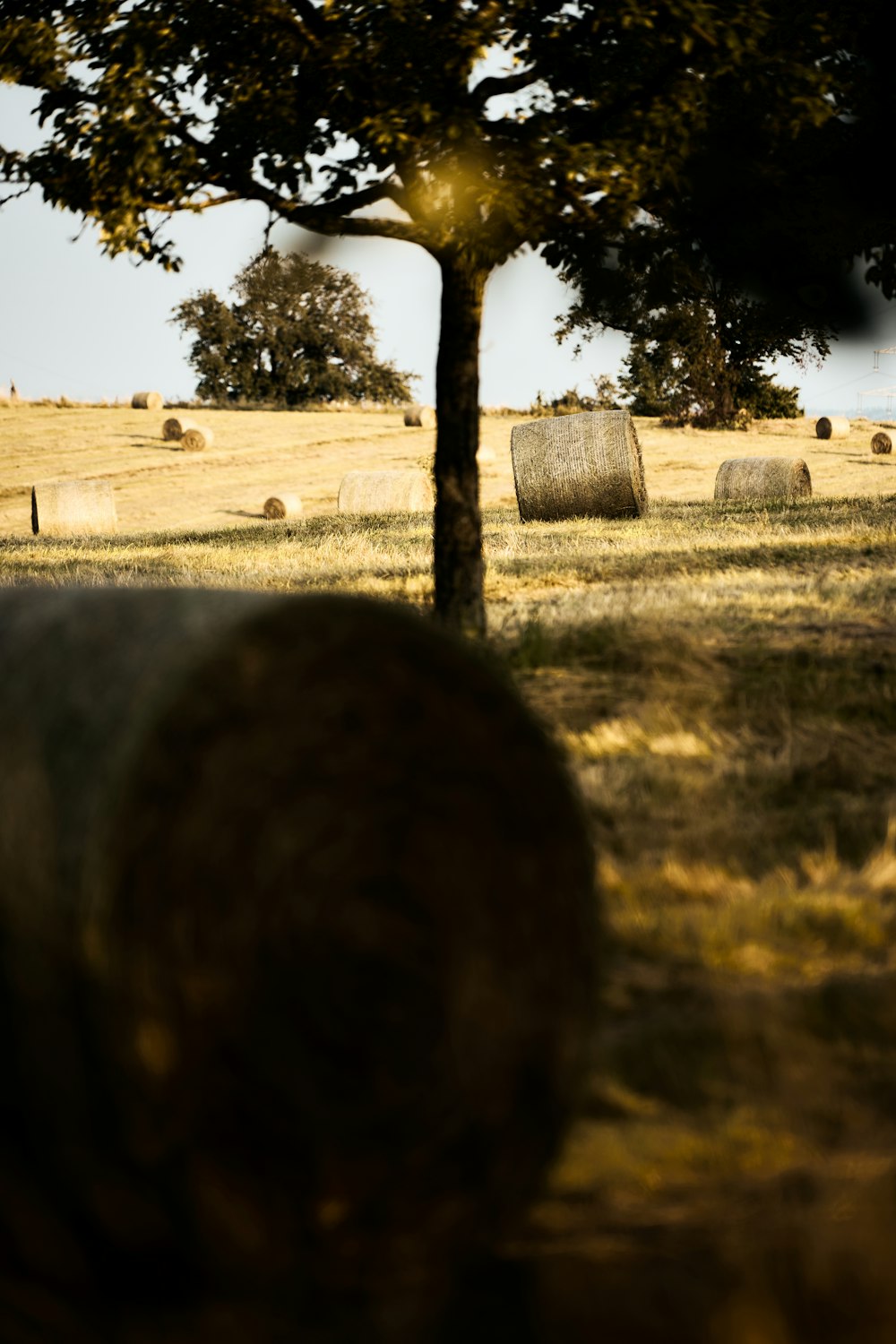 brown grass field during daytime