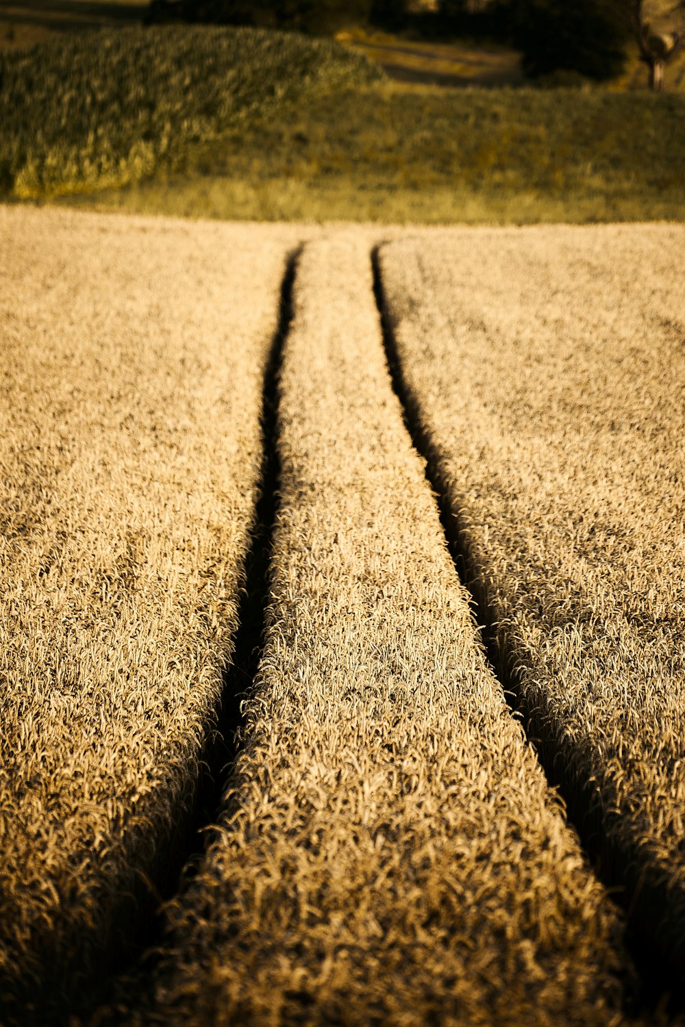 brown dried leaves on ground during daytime