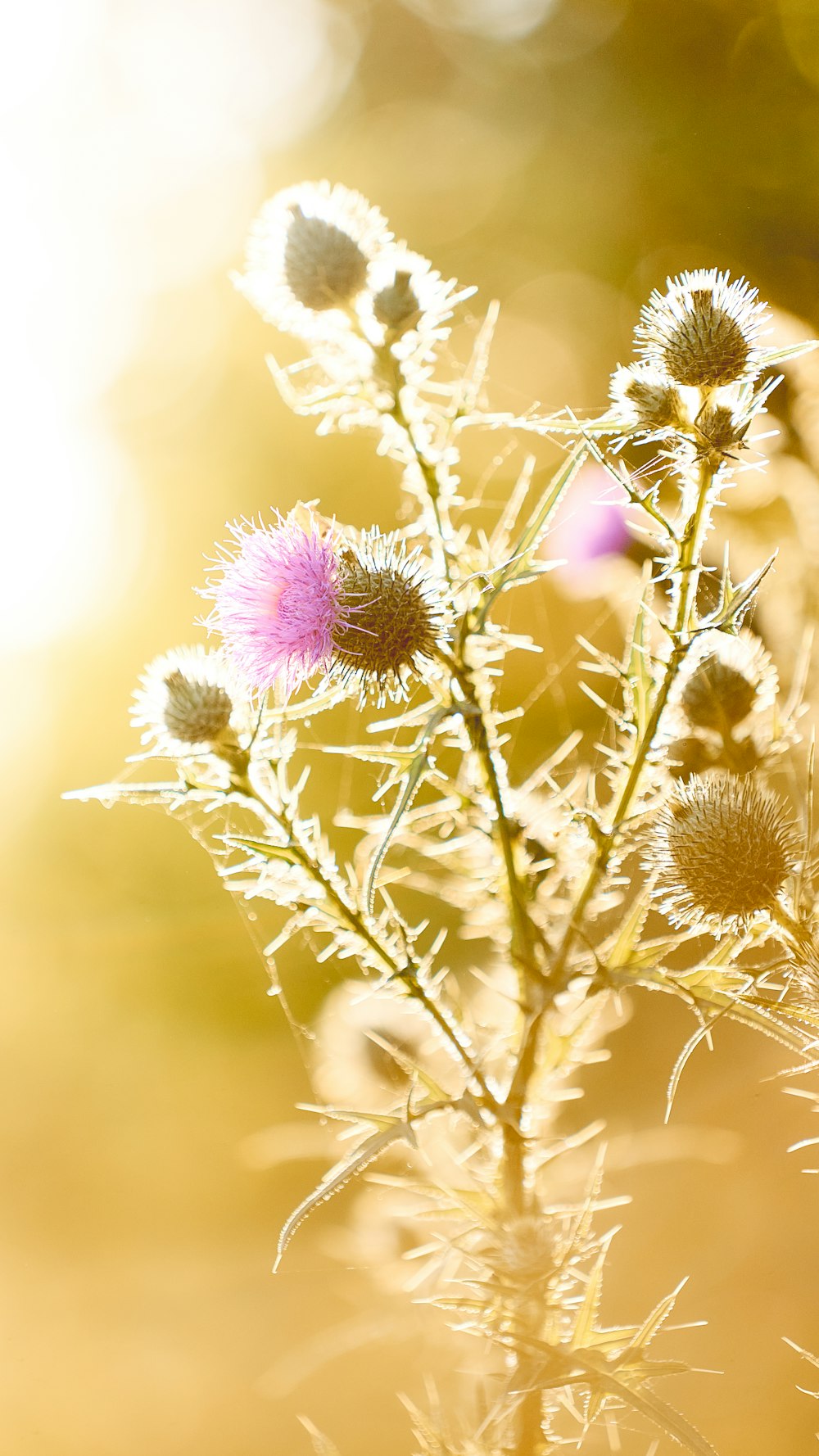 purple flower in tilt shift lens