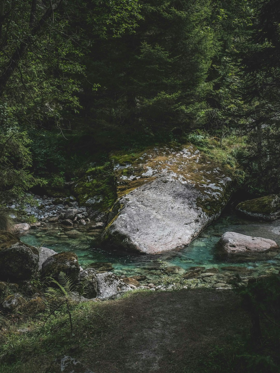 green trees beside river during daytime